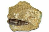 Cretaceous Fossil Crocodilian Tooth in Sandstone - Wyoming #357055-1